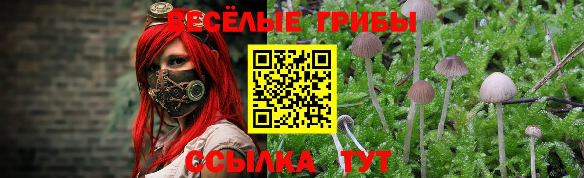Галлюциногенные грибы прущие грибы Тимашёвск